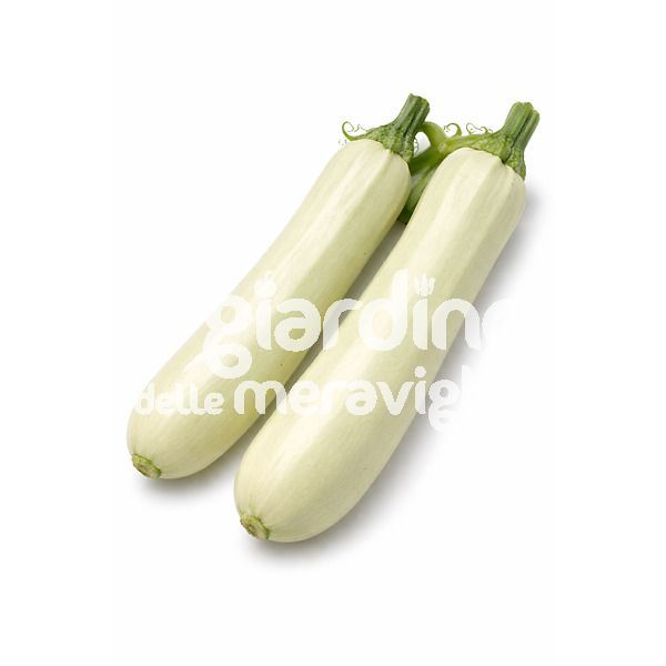 Zucchino Katanè