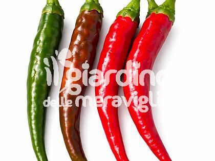 Peperoncino Vietnamita