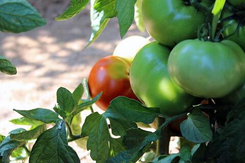 pomodoro a crescita indeterminata