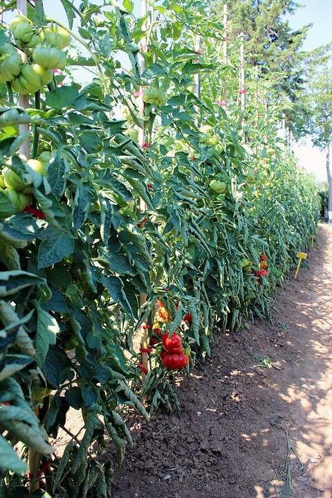 pomodoro a crescita indeterminata