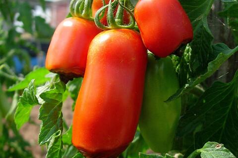 marciume apicale