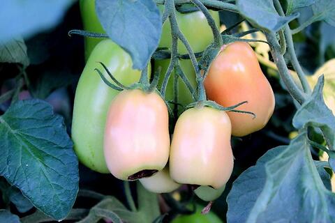 marciume apicale