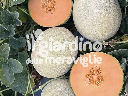 Melone Harper retato senza fetta