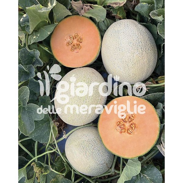 Melone Harper retato senza fetta