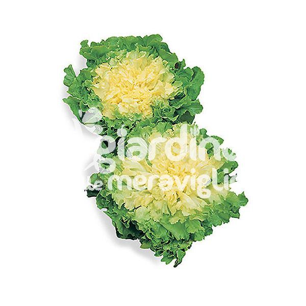 Indivia scarola verde liscia