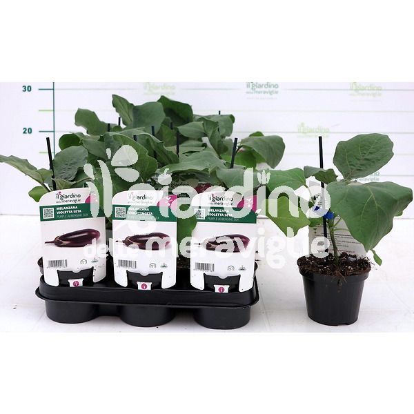 melanzana violetta seta innestata il giardino delle meravilgie