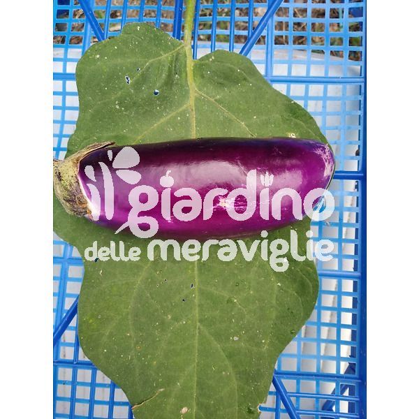 Melanzana violetta Seta lunghissima innestata