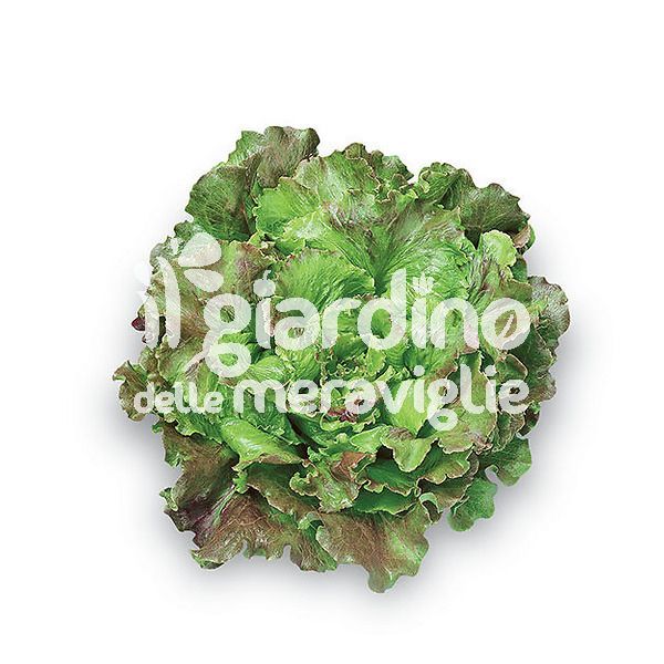 Lattuga canasta chiara