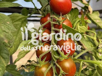 Pomodoro piccadilly marrone Maronyto