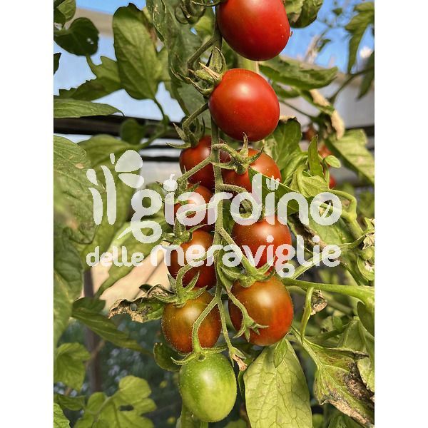 Pomodoro piccadilly marrone Maronyto