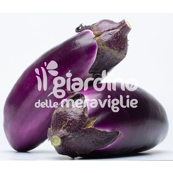 Melanzana violetta Seta lunghissima innestata