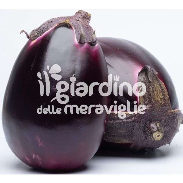 Melanzana Vetriola