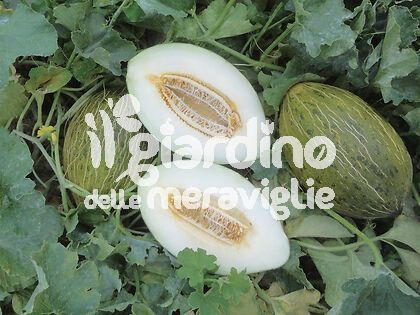 Melone verde di natale piel de sapo froggy