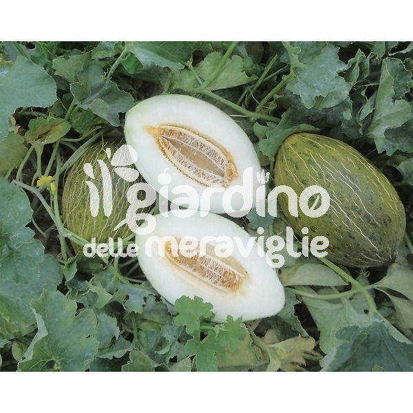 Melone verde di natale piel de sapo froggy