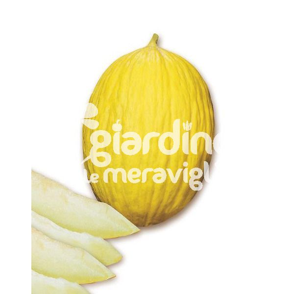 Melone gialletto rugoso tip. Elios