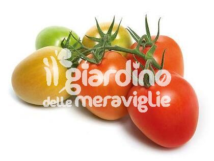 Pomodoro ovale tip. Murano innestato