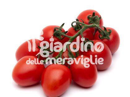 Pomodoro Piccadilly new