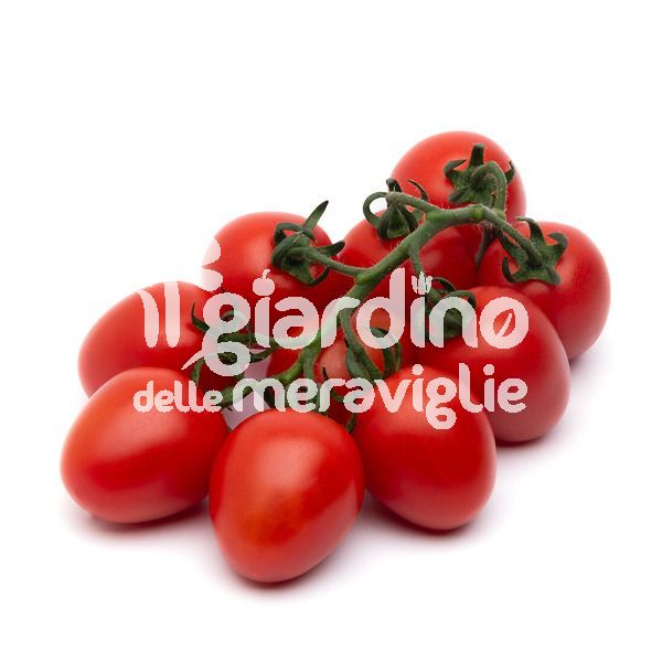 Pomodoro Piccadilly new