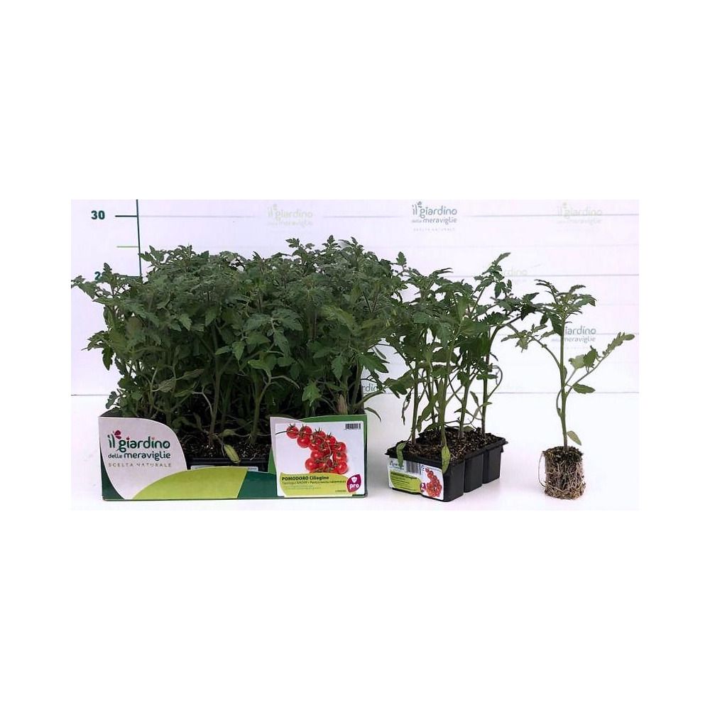 Rete Per Piante Rampicanti, 200x1000 Cm, Sostegno Per Pomodori E Cetrioli Supporto Pe Maglie 10 Cm Verde Relaxdays 92563245