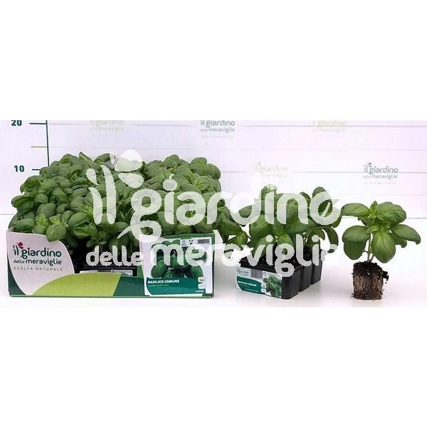 Basilico comune della riviera de Il Giardino delle Meraviglie