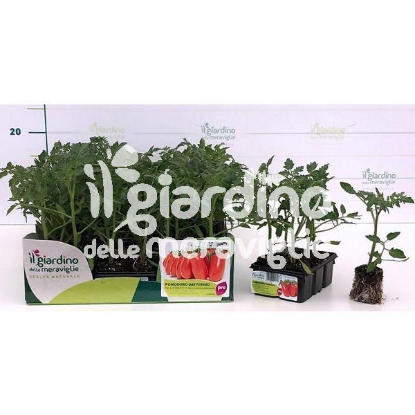 Pomodoro datterino tip. Lucinda de Il Giardino delle Meraviglie