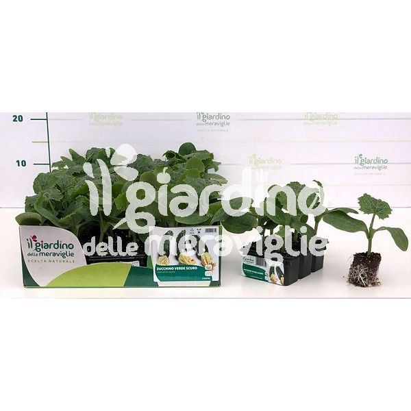 Zucchino verde scuro de Il giardino delle Meraviglie