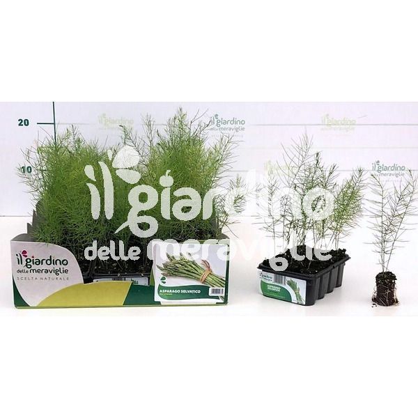 Asparago selvatico de Il Giardino delle Meraviglie