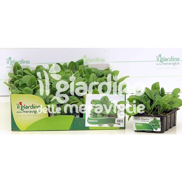 spinacio il giardino delle meraviglie