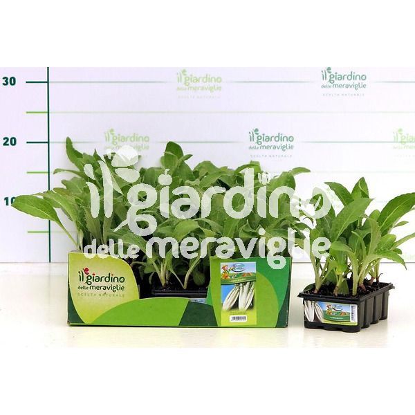 Cardo inerme bianco il giardino delle meraviglie