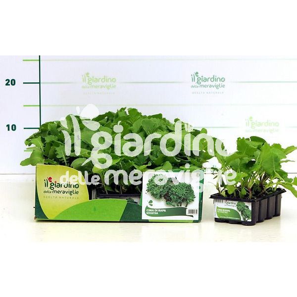 Cime di rapa il giardino delle meraviglie