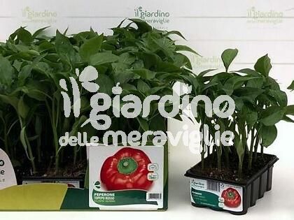 Peperone Topepo rosso de Il Giardino delle Meraviglie