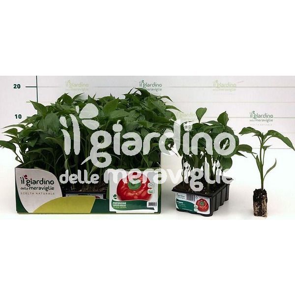 Peperone Topepo rosso de Il Giardino delle Meraviglie