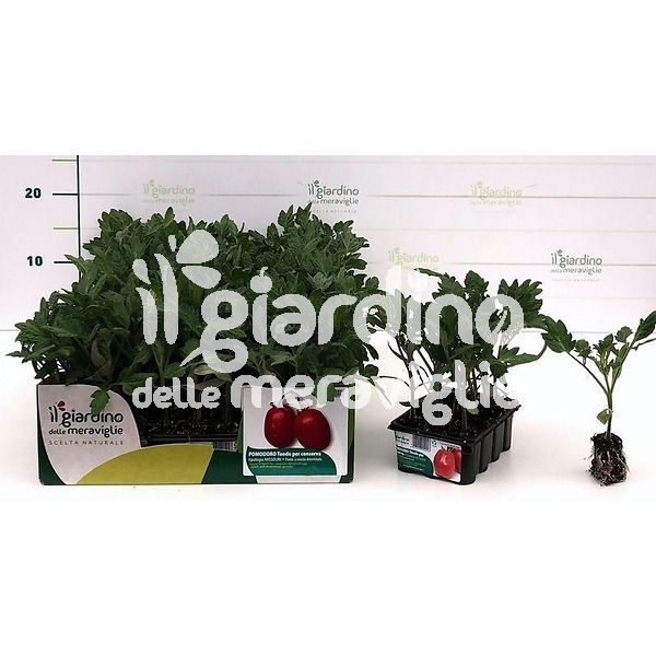 Pomodoro per salsa tipologia Missouri de Il Giardino delle Meraviglie
