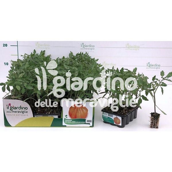 Pomodoro Cuore di bue selezione Albenga de Il Giardino delle Meraviglie
