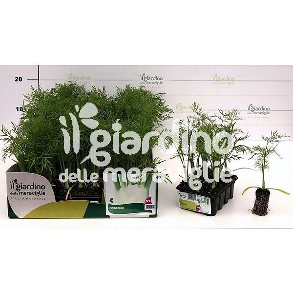 Finocchio de Il Giardino delle Meraviglie