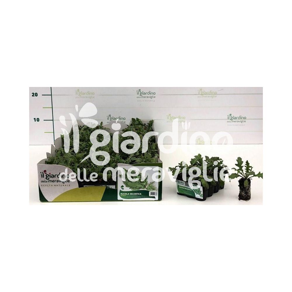 Semi Biologici Di Rucola Coltivata Da Orto