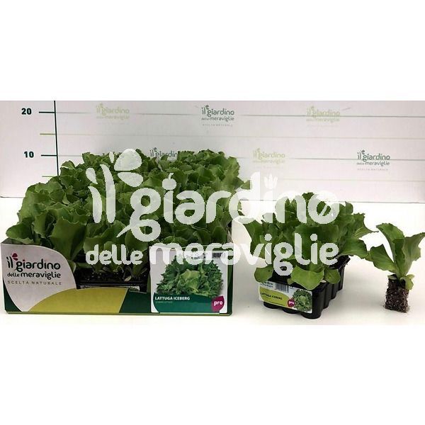Lattuga Iceberg de Il Giardino delle Meraviglie