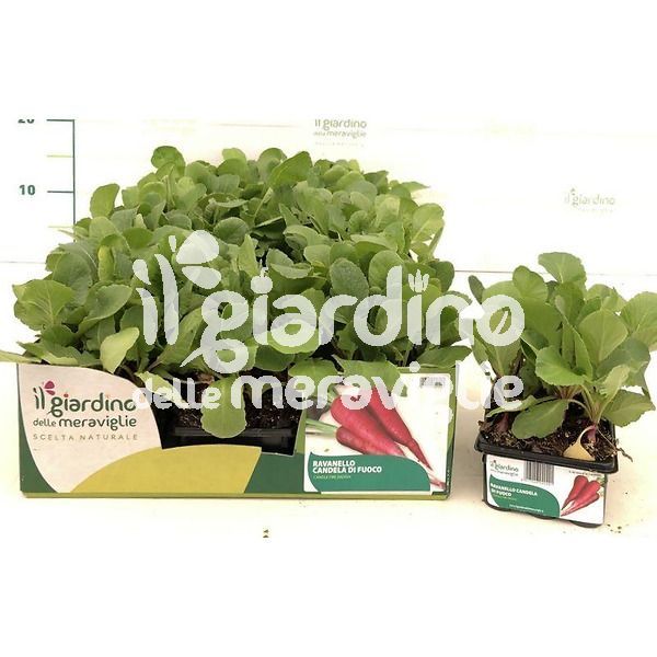 Ravanello Candela di Fuoco de Il Giardino delle Meraviglie