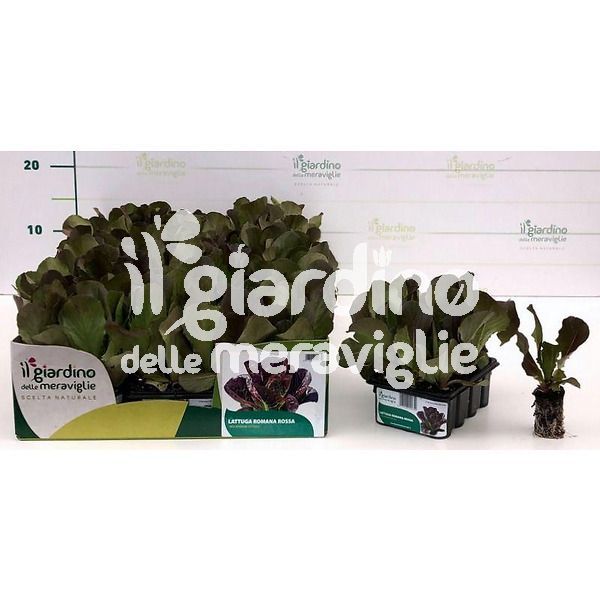 Lattuga Romana rossa de Il Giardino delle Meraviglie