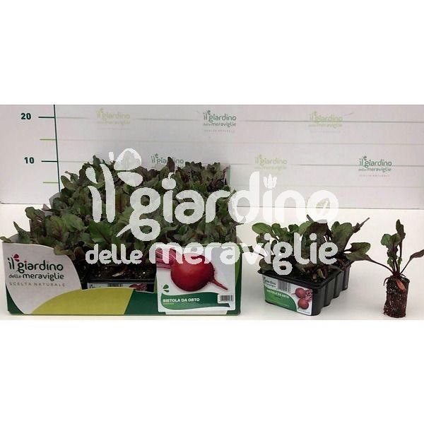 Bietola da orto de Il Giardino delle Meraviglie