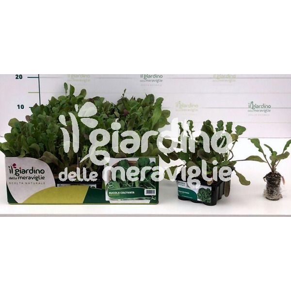 Rucola coltivata de Il Giardino delle Meraviglie