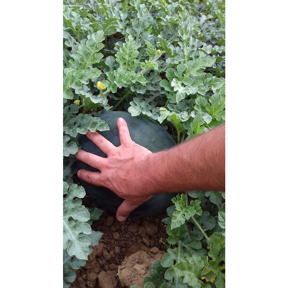 Anguria Mini Sugar Baby