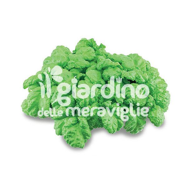 Basilico Napoletano Riccio