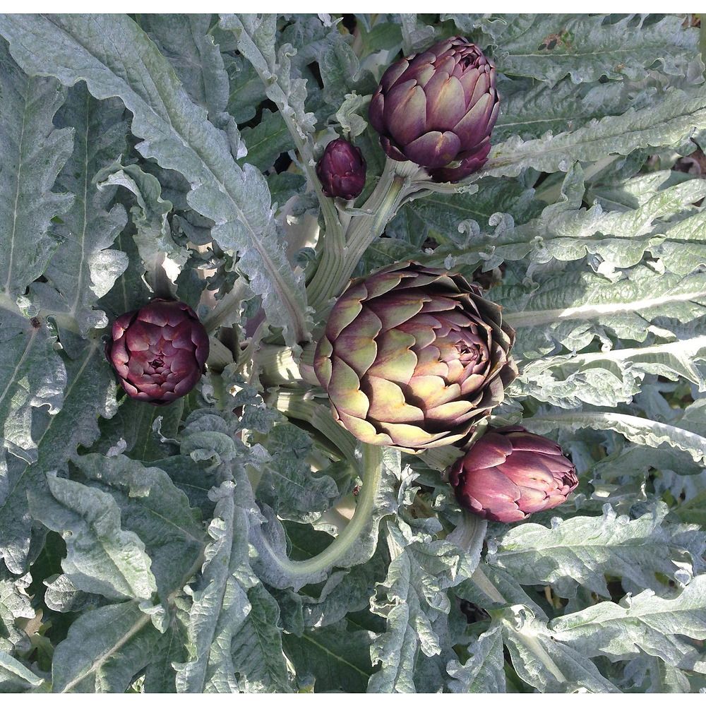 Semi Di Carciofo Violetto Di Romagna – Varietà Francesino, Senza Spine, 50 Semi, Per Orto E Coltivazione, Cynara Scolimus