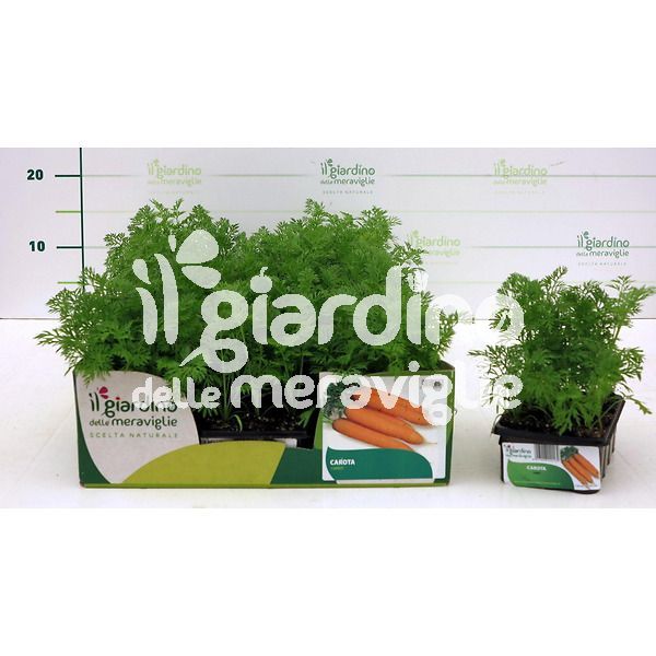 carota il giardino delle meraviglie