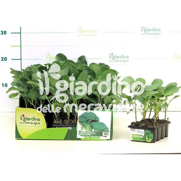 Cavolo broccolo ramoso calabrese il giardino delle meraviglie