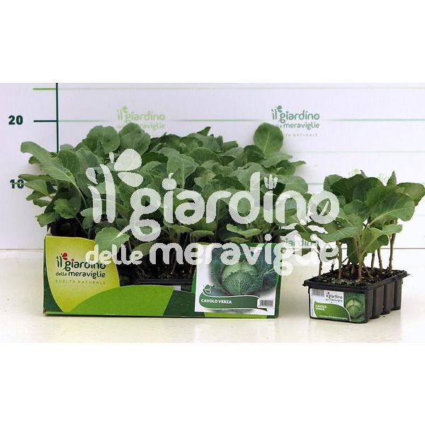 Cavolo verza il giardino delle meraviglie