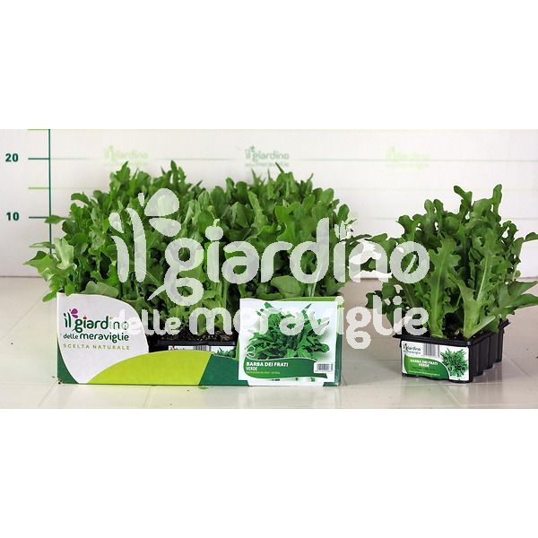 lattuga barba dei frati verde il giardino delle meraviglie