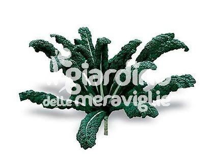 Cavolo nero o nero di Toscana 60 gg