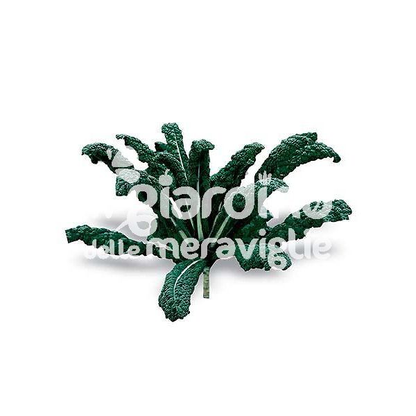cavolo nero, cavolo a penna, cavolo laciniato nero di toscana